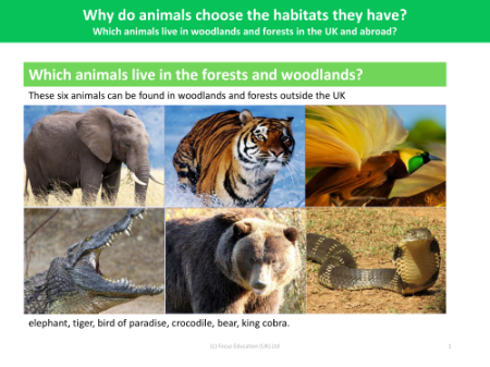 Global woodland animals fact file - Worksheet