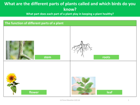 The functions of different parts of a plant - Worksheet - Year 1