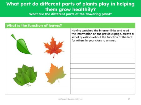 What are the different parts of flowering plants? - What is the function of leaves? - worksheet