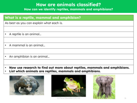 What is a reptile, mammal, amphibian - Worksheet