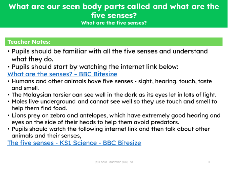 What are the five senses? - Teacher's notes