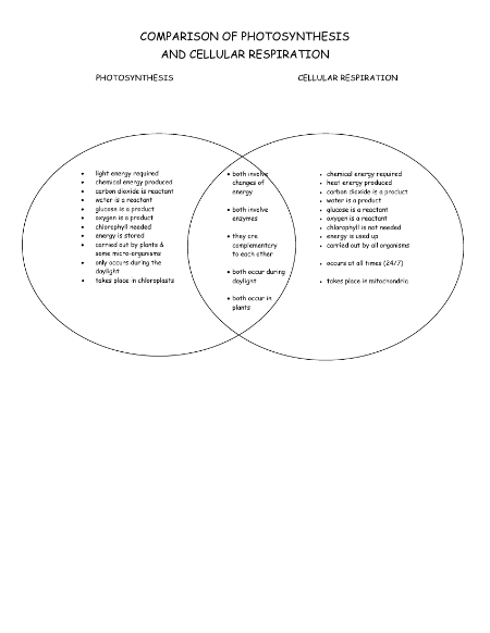 Cellular Respiration and Photosynthesis - Venn Diagram Worksheet Answers