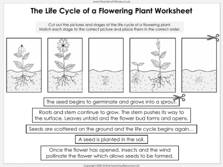 The Life Cycle of a Flowering Plant - Worksheet