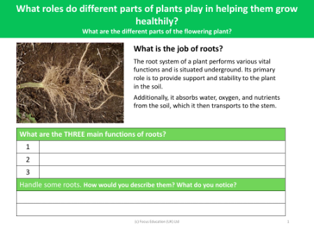 What is the job of roots? - worksheet