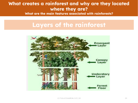 Layers of the rainforest - Picture