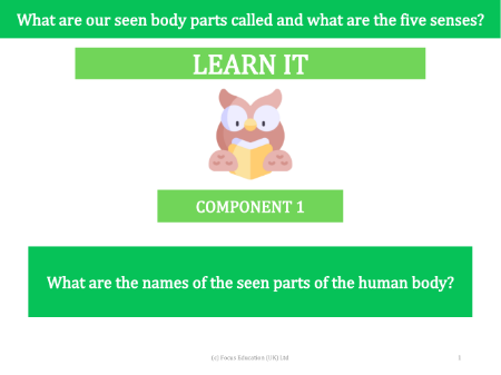 What are the names of the seen parts of the human body? - Presentation