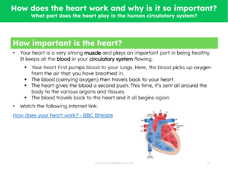 How important is the heart - Info sheet