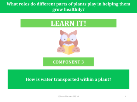 How is water transported within a plant? - presentation