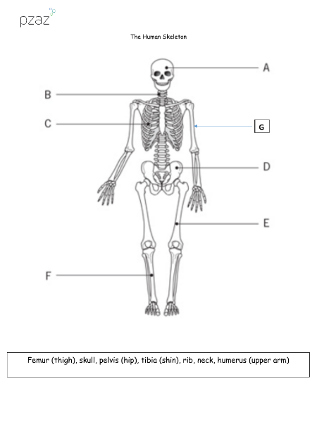 Skeletons - Skeleton Labelling Diagram