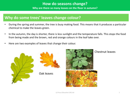 Why do some trees leaves change colour? - Seasonal Change - Year 1