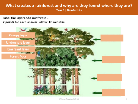 Picture match - Parts of the rainforest canopy