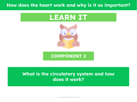 What is the circulatory system and how does it work?  - Presentation