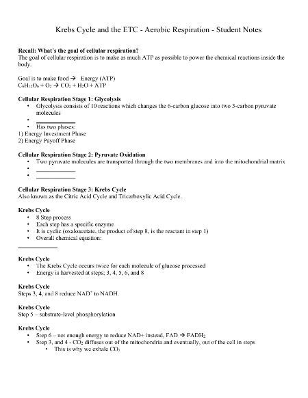 Krebs Cycle - Student Lesson Outline