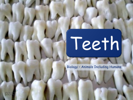 Teeth - Presentation