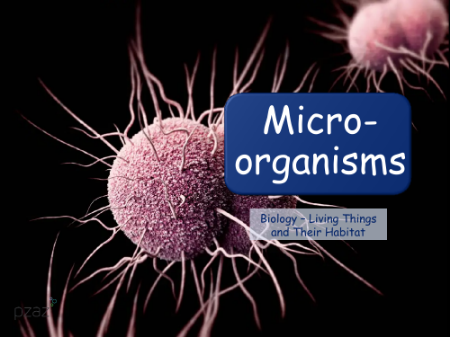 Microorganisms - Presentation