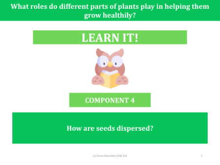 How are seeds dispersed? - presentation