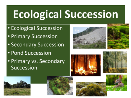 Ecological Succession - Student Presentation