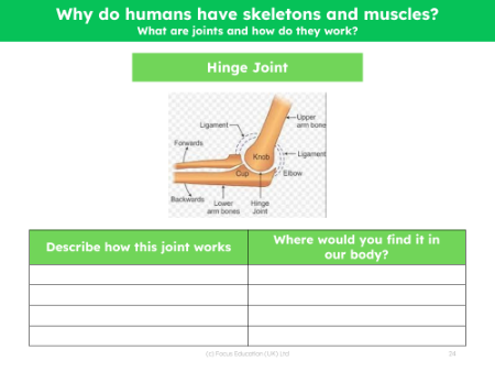 Hing joint - Worksheet