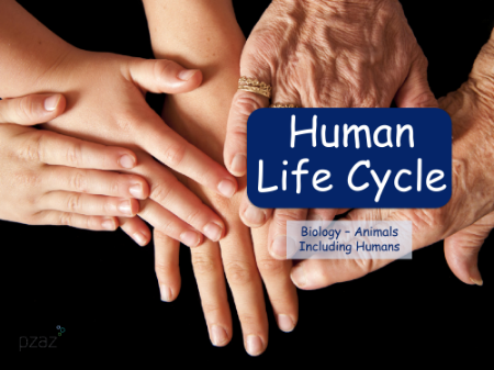 The Human Life Cycle - Presentation