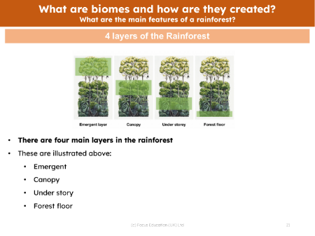 4 layers of the rainforest - Info sheet