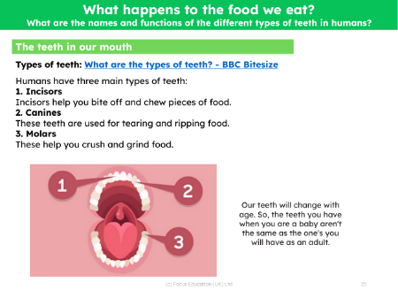 Types of teeth - Info sheet