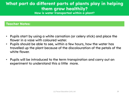 How is water transported within a plant? - teacher's notes