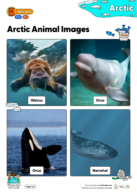 Arctic Animal Images
