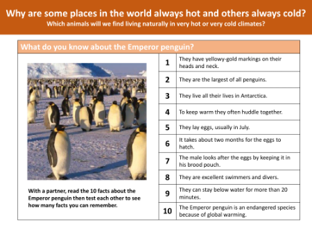 Emperor penguins - Info sheet