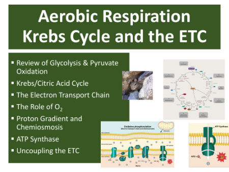 Krebs Cycle and ETC - Student Presentation