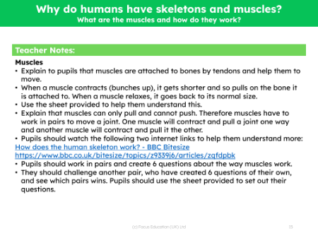 What are the muscles and how do they work? - Teacher notes