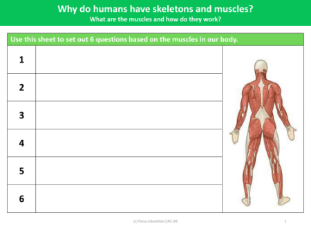 Your questions about muscles