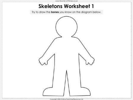 Skeletons - Worksheet