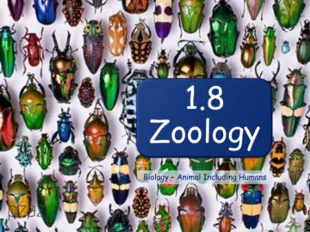 Zoology - Presentation