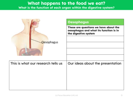 Oesophagus - Research sheet