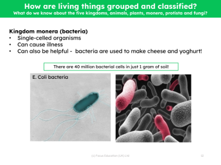 Kingdom Monera (bacteria) - Info sheet
