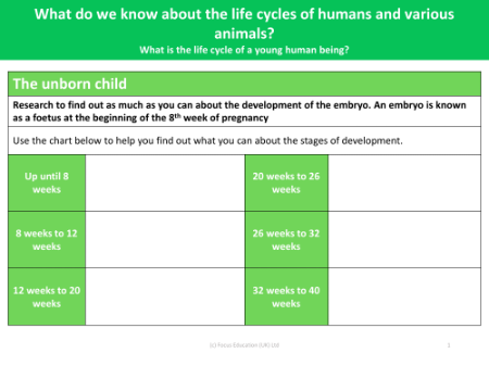 The unborn child - Worksheet - Year 5