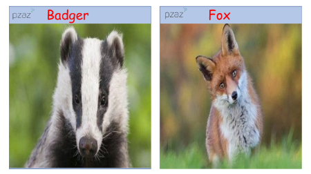 Zoology - British Wildlife