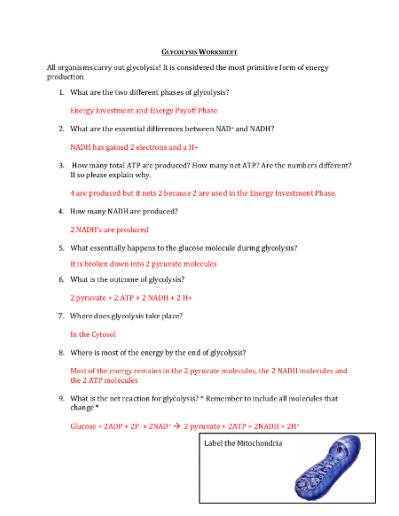 Glycolysis - Worksheet with Answers