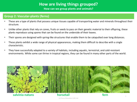 Group 2: Vascular Plants (Ferns) - Grouping Living Things - Year 4