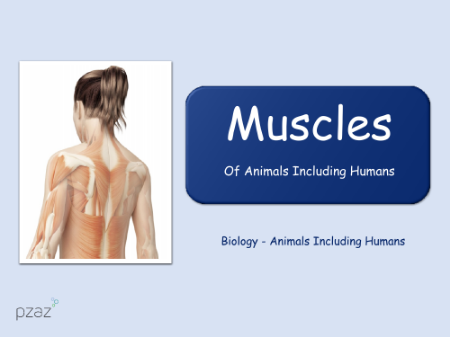 Muscles - Presentation