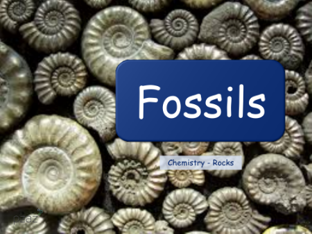 Fossils - Presentation