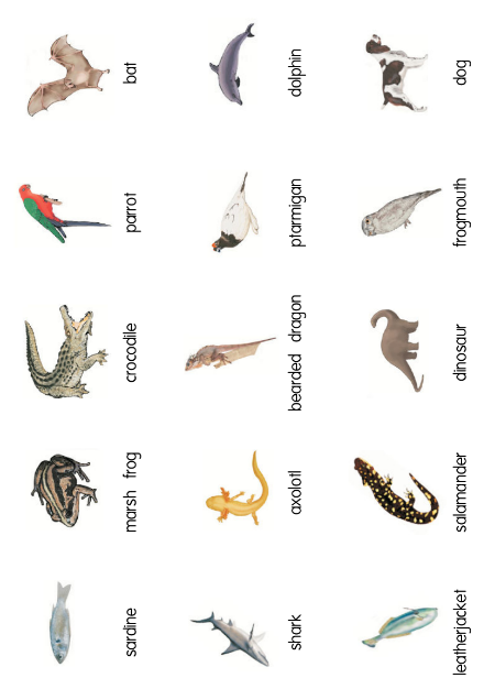 Animal Characteristics Worksheet