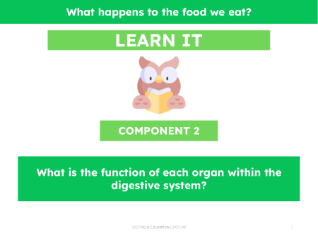 What is the function of each organ within the digestive system? - Presentation