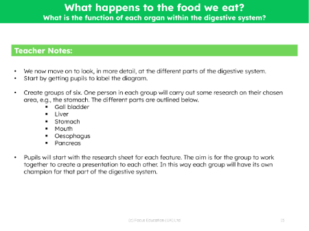 What is the function of each organ within the digestive system? - Teacher notes