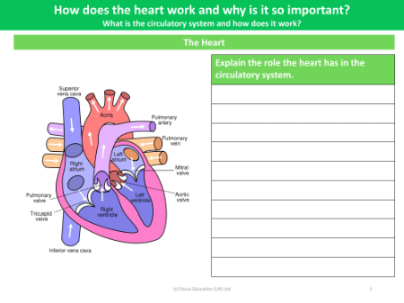 The heart - Worksheet