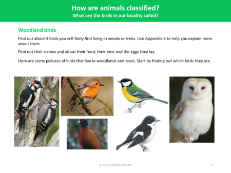 Woodland birds - Worksheet