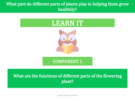 What are the functions of different parts of the flowering plant? - presentation