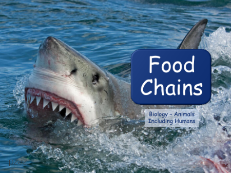 Food Chains - Presentation