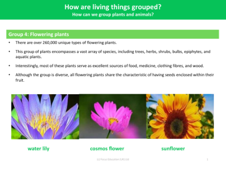 Group 4: Flowering Plants - Grouping Living Things - Year 4