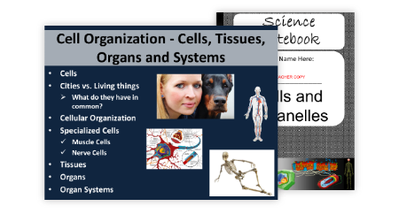 Cell Organization